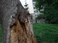 Дуб на территории ин-та геронтологии. Пострадал от неумелого 