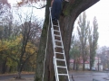 Фоторепортаж о лечении деревьев в ноябре 2008 года