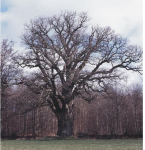 Дуб Вальдемарсеген