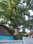 Дуб по ул. Красицкого, 15