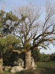 Фисташка