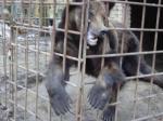 Из-за бездеятельности чиновников Минприроды страдают медведи
