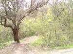 Сталинская груша