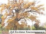 Дуб Богдана Хмельницкого