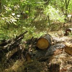 Изображение 039