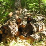 Изображение 041