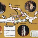 mramornaja_cave_plan_20090123