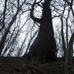 DSCF2871