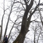 дуб межигорье 1