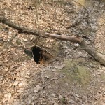 Meles-meles-Parnikoza-2011