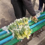 pervocvit (2)