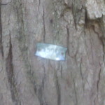IMG_20150612_104525