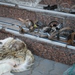 DSC_2756