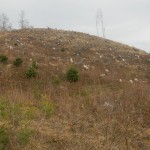 Вирубаний ліс на горі Маківка_заказн.місцев знач_Львів обл.