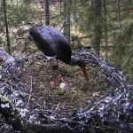 blackstork_0