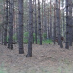 DSC00054