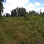 IMG_20170615_110430