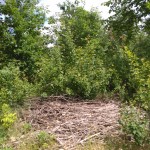 IMG_20170615_120433