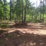 image (3)