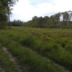 IMG_20170713_135019