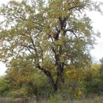 Копия DSCF8252