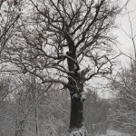 IMG_20171218_093709
