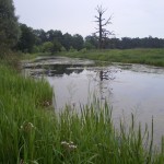 warta-rogalin