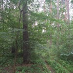 IMG_20180711_094839