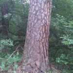 IMG_20180711_100043