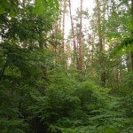 IMG_20180711_170634