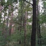 IMG_20180906_152749