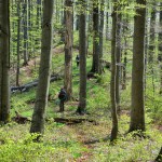 1-uzhnnp_forest_common-beech-sicamore_4