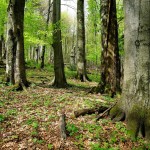 2-uzh-nnp_forest_common-beech_1