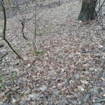 IMG_20200224_094328