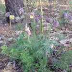 IMG_20200506_071613