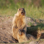 babak-foto-vadyma-moroza_965x0