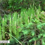 plaun-richnyj