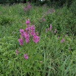 IMG_20200714_130758