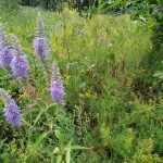 IMG_20200714_133516