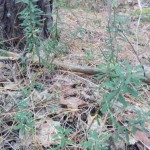 IMG-595de604f35caa70facdd1b5b507c622-V