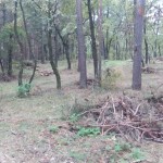 IMG-8ecda4b084ed0eea8dd39a44cc3696d8-V