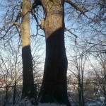 IMG-b40fa3cb533b8a270e1a1b78b13769b8-V