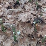 підсніжник 2