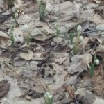 підсніжник 3