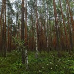 Макове болото_2021р.1