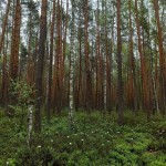 Макове болото_2021р.3