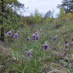 IMG-196cb957f952ef6e48a00cfaa2fbe87a-V