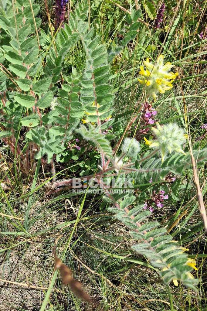 1757930200_chervonoknizhniy-astragal-shorstistokvtkoviy