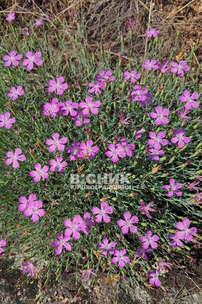 1757930204_chervonoknizhna-gvozdika-buzka