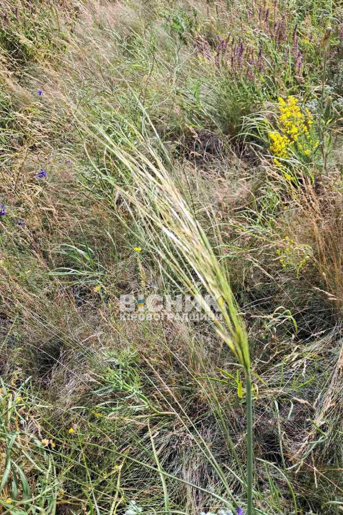 1757930266_chervonoknizhnih-kovila-volosista